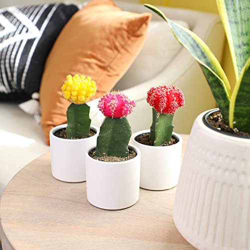 3 PK Live Cactus Plants in White Plant Pots F6709