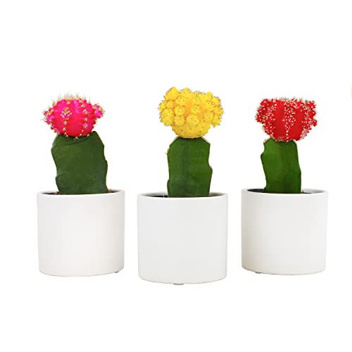 3 PK Live Cactus Plants in White Plant Pots F6709