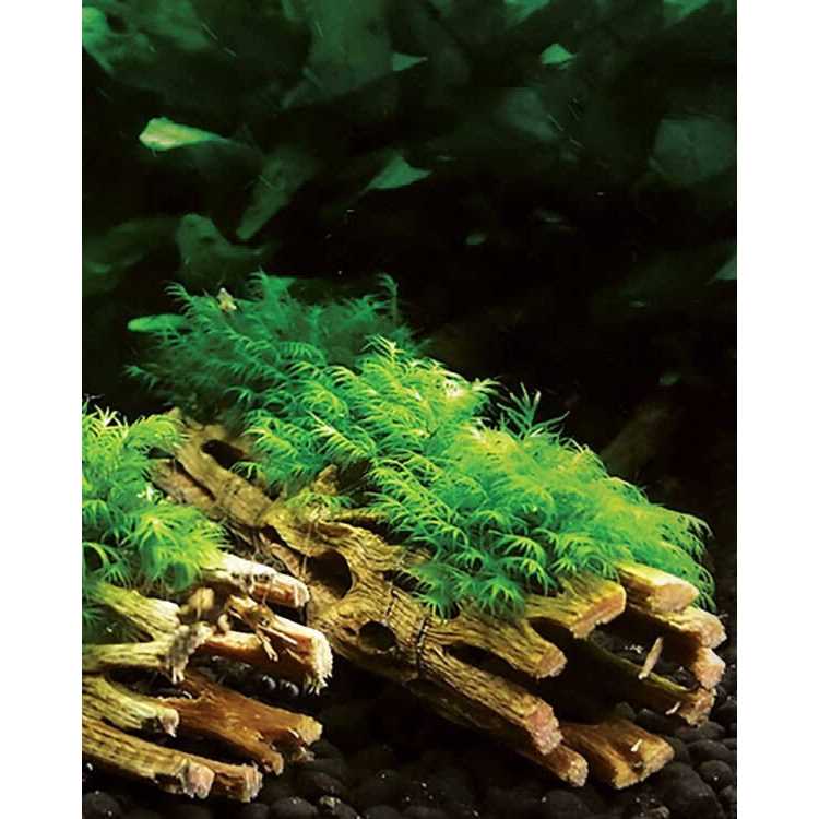 Cholla Wood E5921