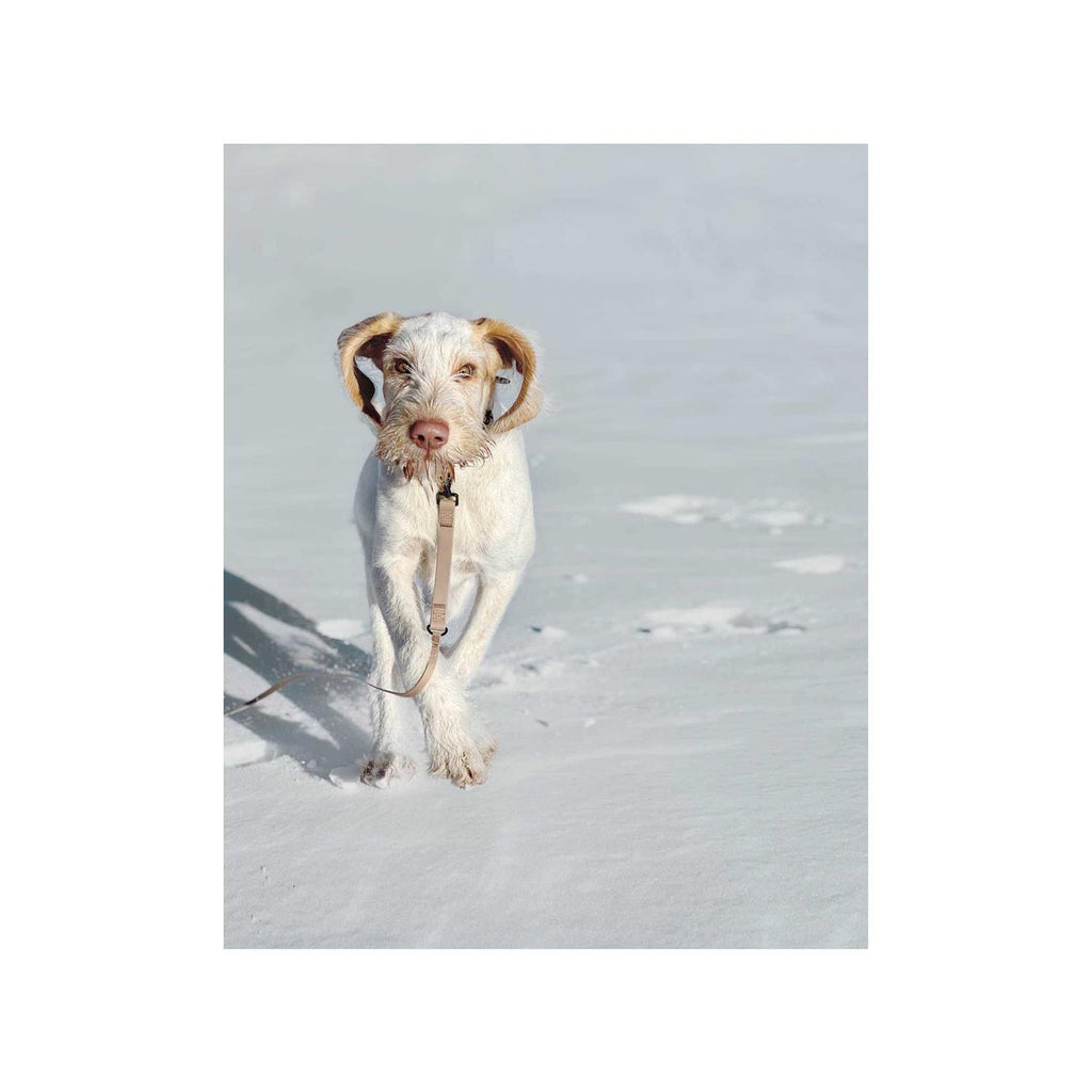 Waterproof Ultra Light Long Dog Leash G618