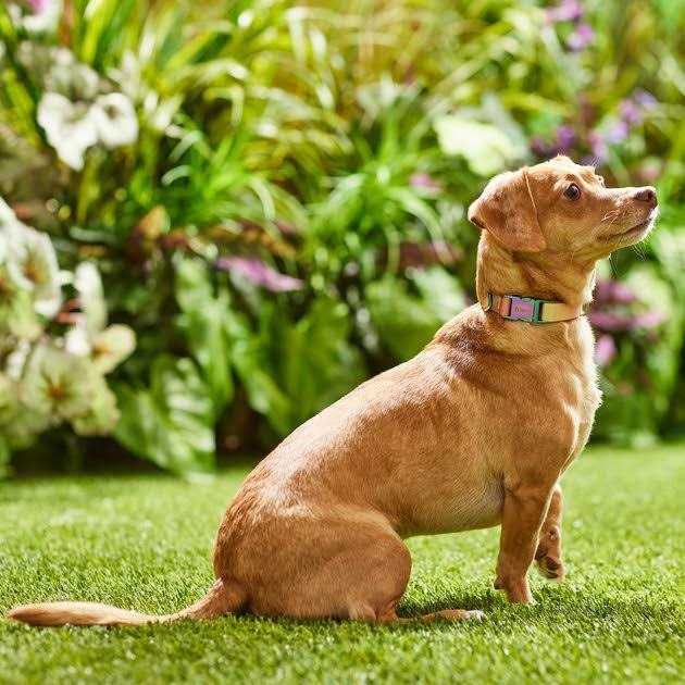 Ombre Style Dog Collar N371019