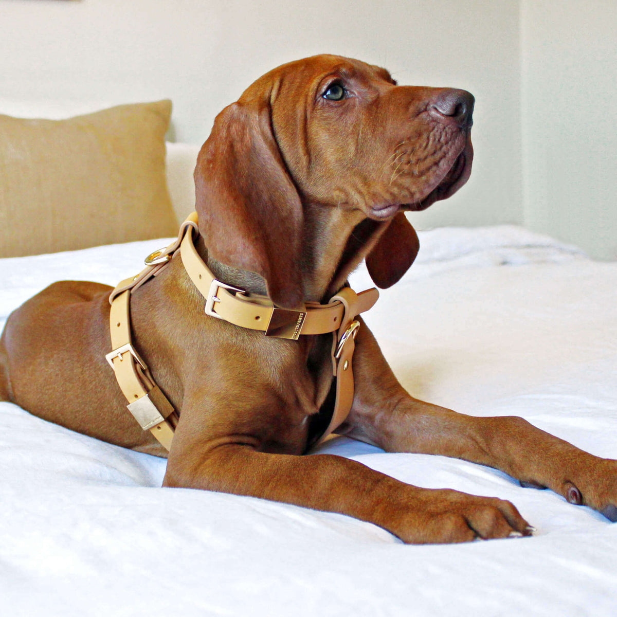 Camel Leather Dog Harness G7495