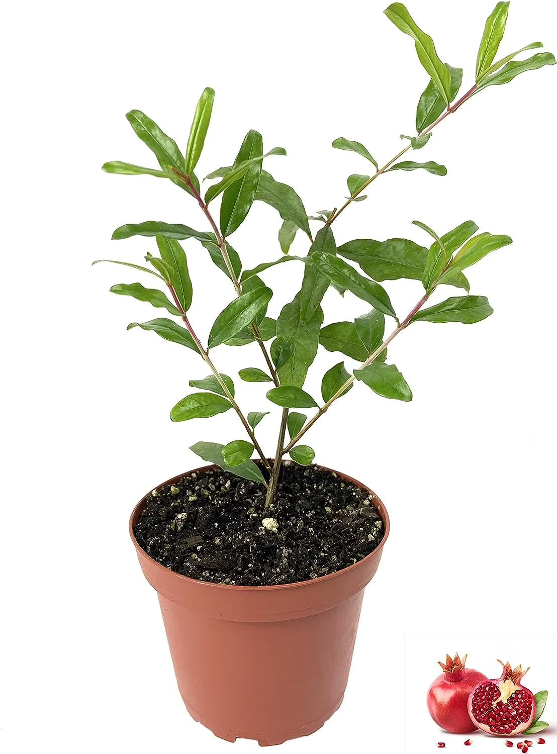 Pomegranate Tree - Live Plant in a 4 Inch Growers Pot X101459