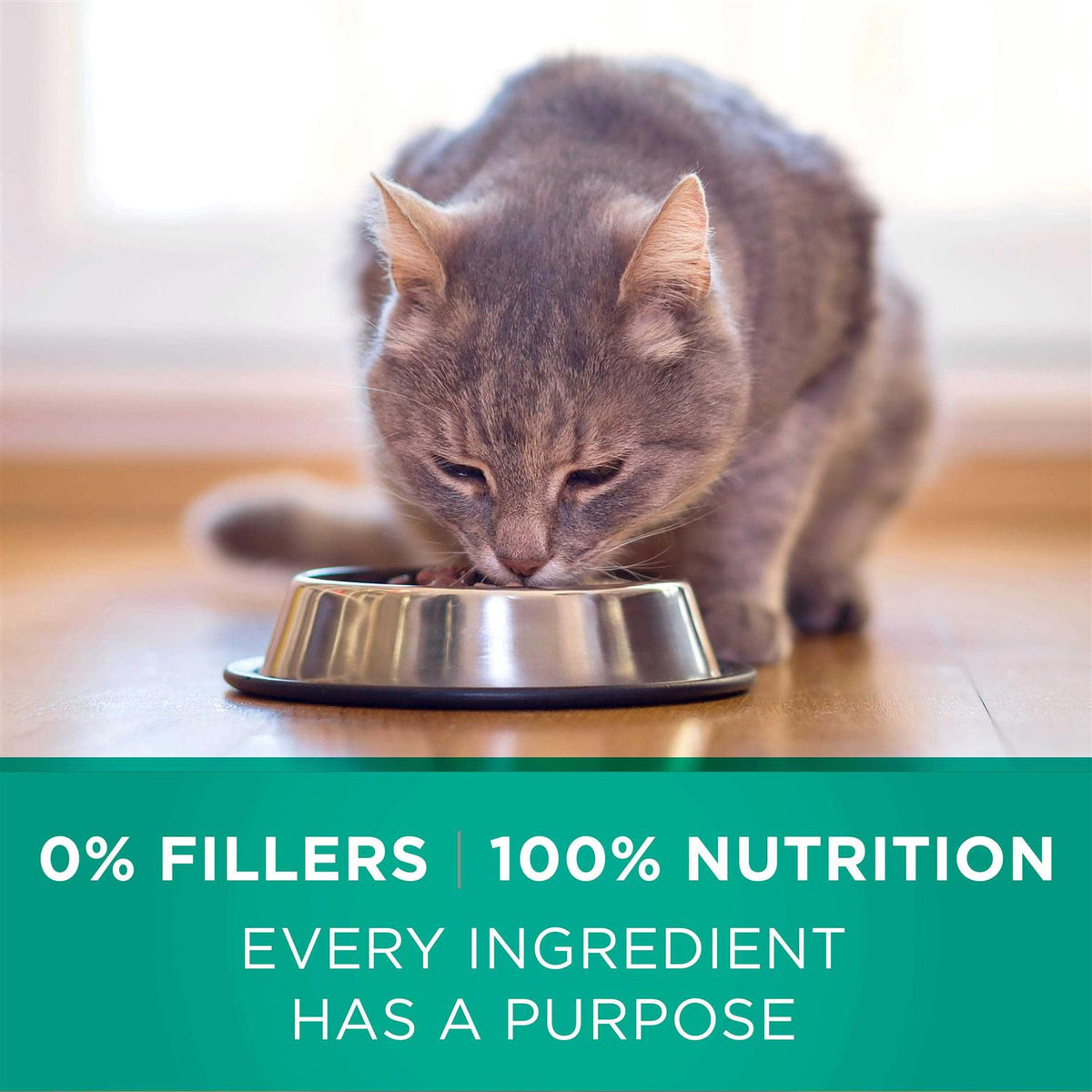 Dry Cat Food P339292