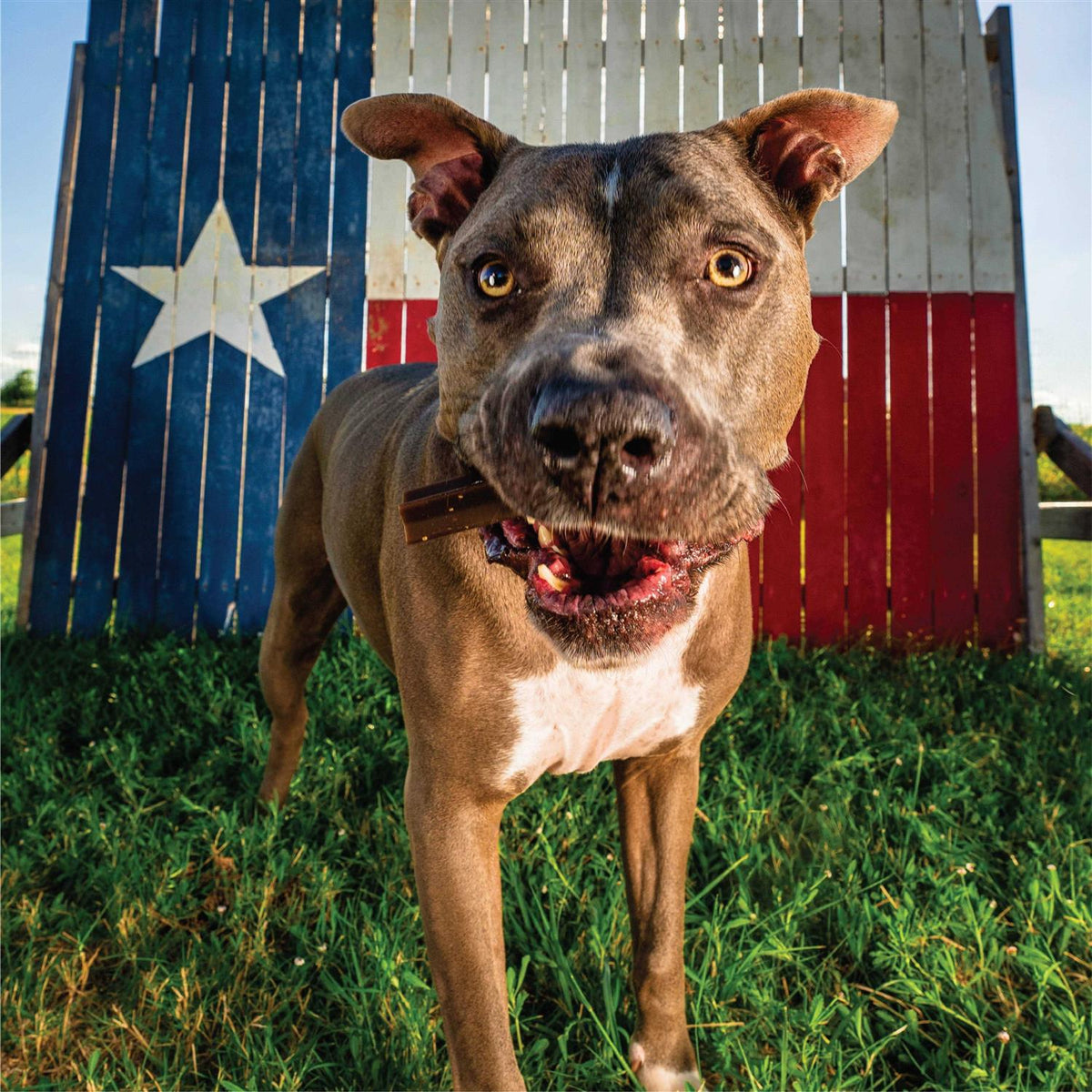 Grain Free Dental Chew Sticks Q760874