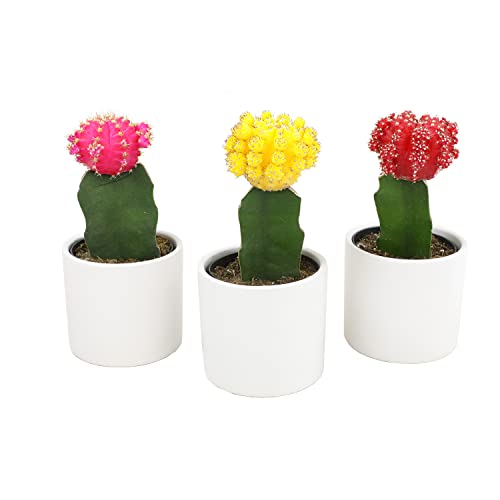 3 PK Live Cactus Plants in White Plant Pots F6709