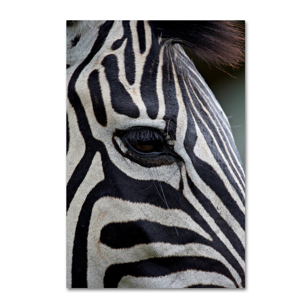 Canvas Art T144698