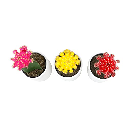 3 PK Live Cactus Plants in White Plant Pots F6709