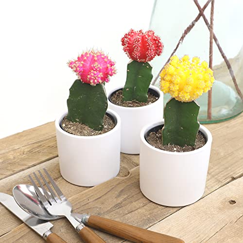 3 PK Live Cactus Plants in White Plant Pots F6709
