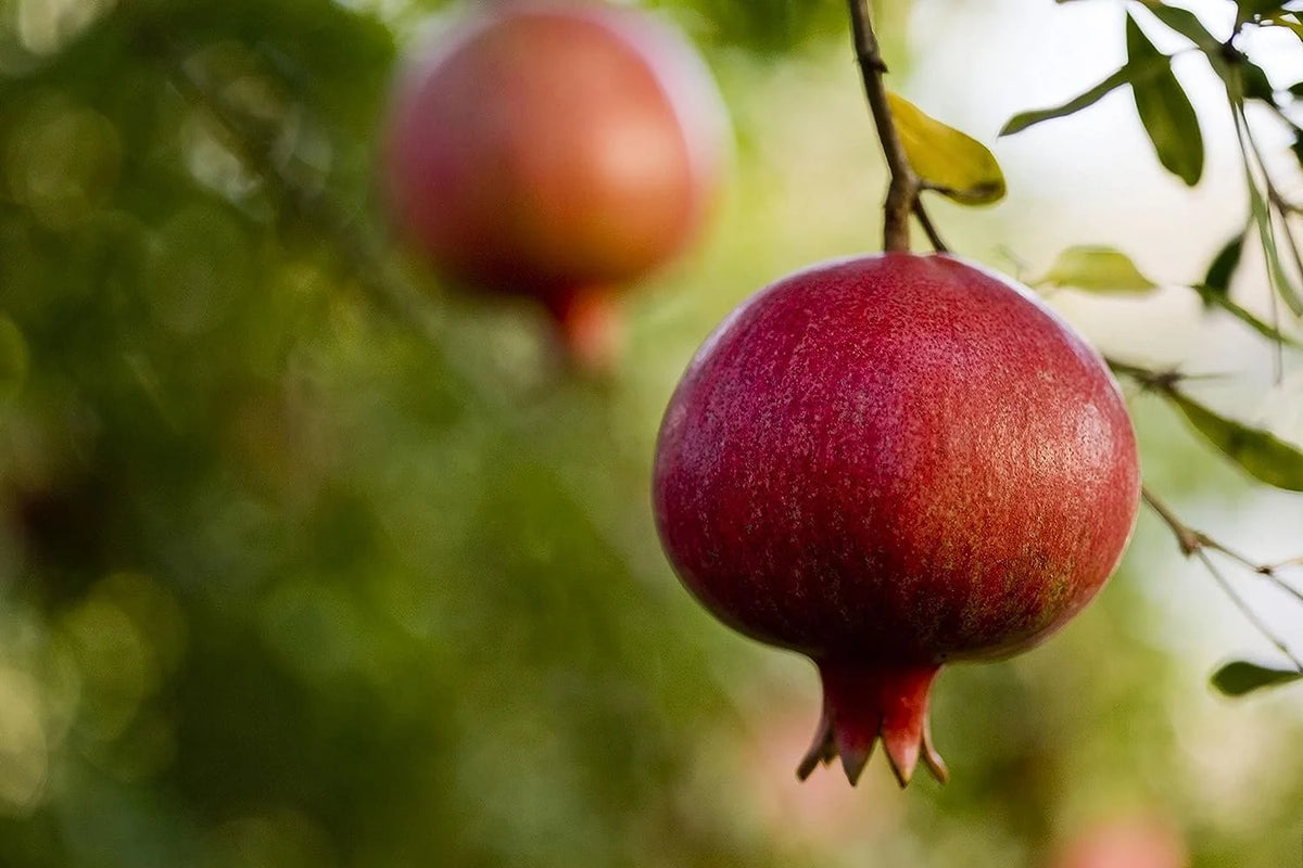 Pomegranate Tree - Live Plant in a 4 Inch Growers Pot X101459