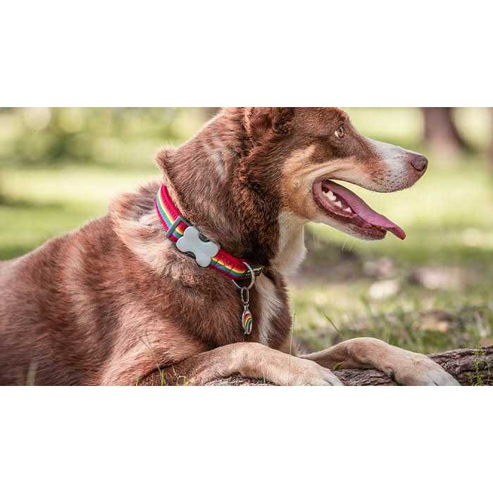 Enamel Pet ID Tag C913