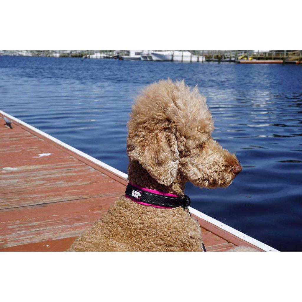 Ultra Soft Neoprene Padded Dog Collar J547972