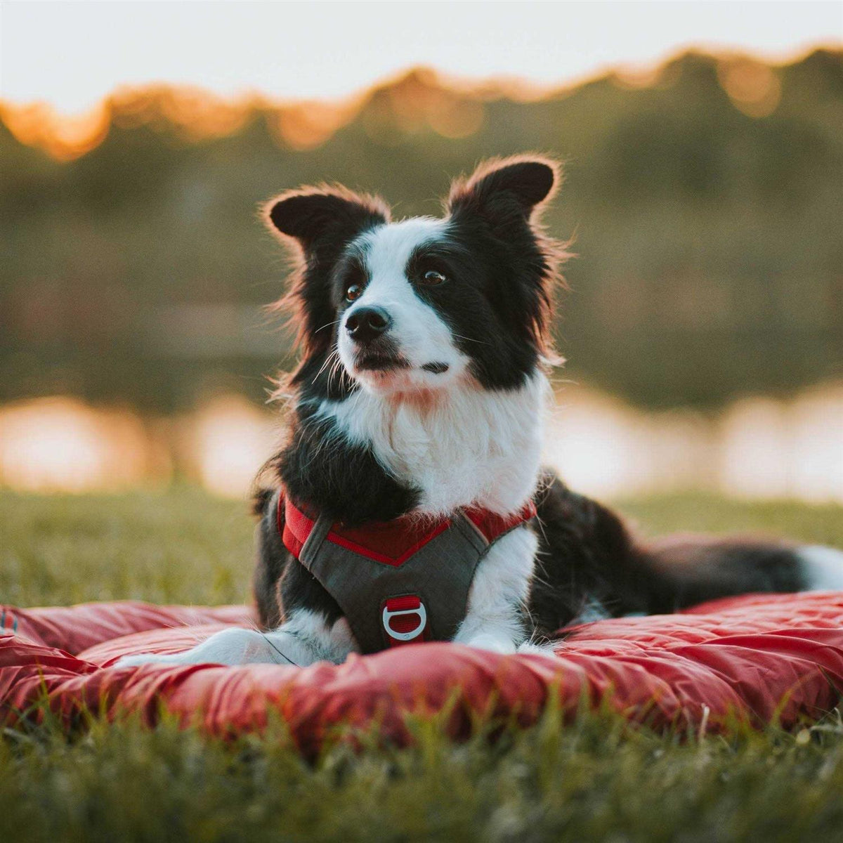 Dog Harness R296